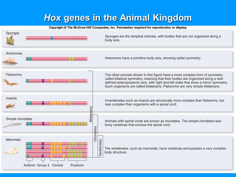 Hox genes in the Animal Kingdom Hox genes in the Animal Kingdom